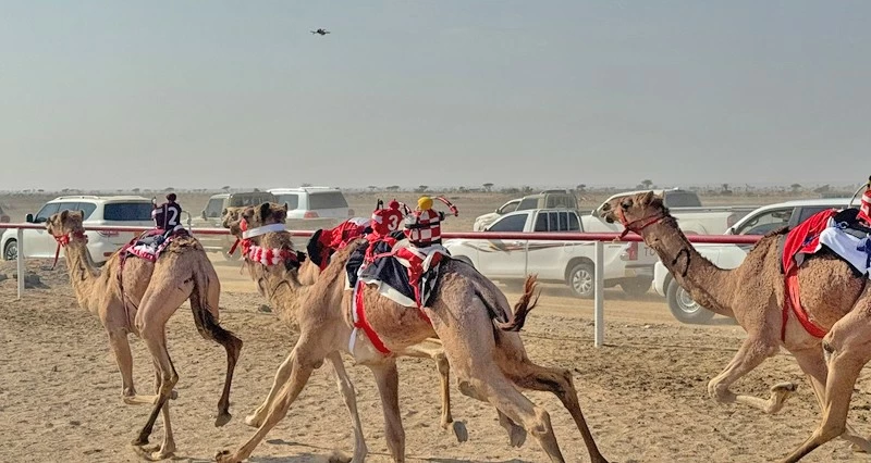 انطلاقة مثيرة لمهرجان حمراء الدروع للإبل والموروث الشعبي الحادي عشر بعبري