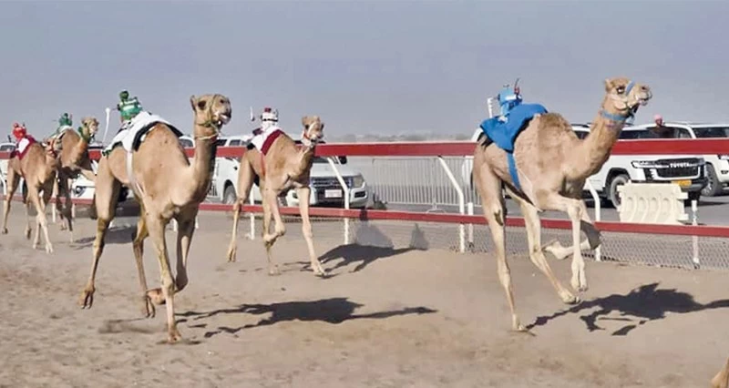 الهجانة السلطانية تعلن أشواط السباق العام للهجن بمضمار بالفليج