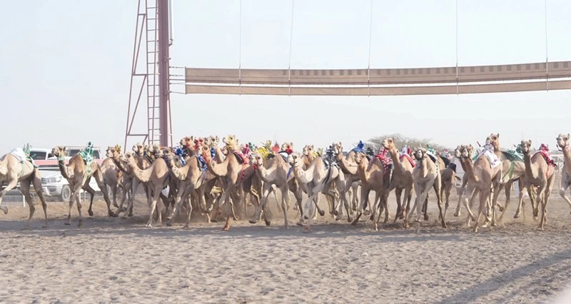 الهجانة السلطانية تعلن أشواط السباق العام للهجن بمضمار بالفليج