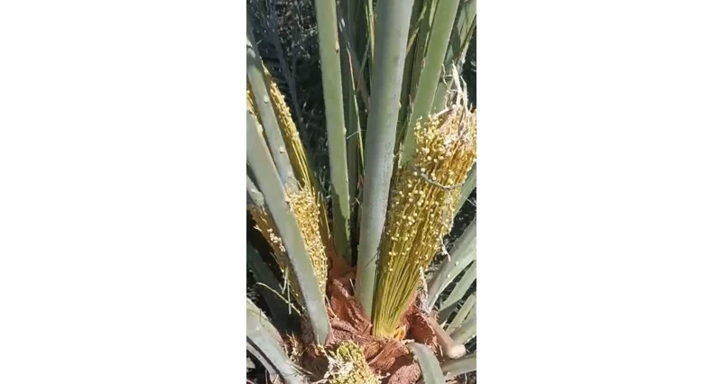 بشائر طلع النخيل فـي بهلاء