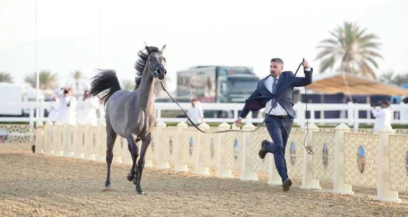 اليوم .. انطلاق بطولة &laquo;الرباطية&raquo; لجمال الخيل العربية بولاية نـزوى