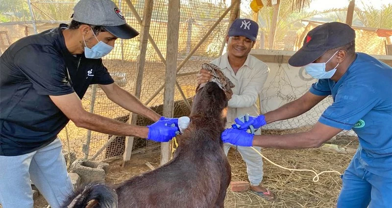 تحصين أكثر من 42 ألف رأس ماشية بالمصنعة