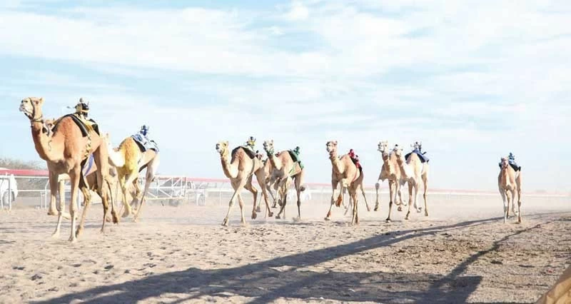 انطلاق السباق العام للهجن الأهلية بالفليج الأحد القادم
