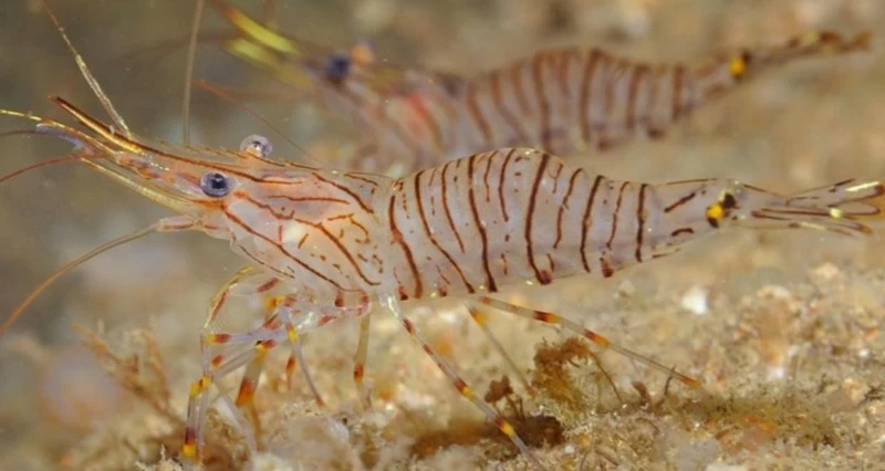 تحليل مخاطر انتشار الأنواع البحرية الدخيلة فـي &laquo;روبمي&raquo;