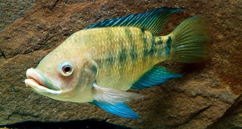 تحليل مخاطر انتشار الأنواع البحرية الدخيلة فـي &laquo;روبمي&raquo;