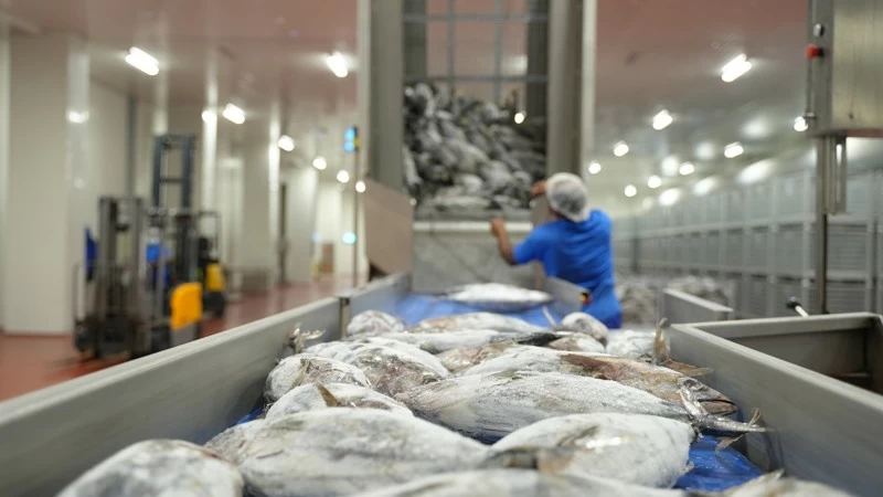 بقيمة استثمارية 26 مليون ريال عُماني .. جهاز الاستثمار العُماني يطور مشروع إنتاج التونة والسردين في الدقم