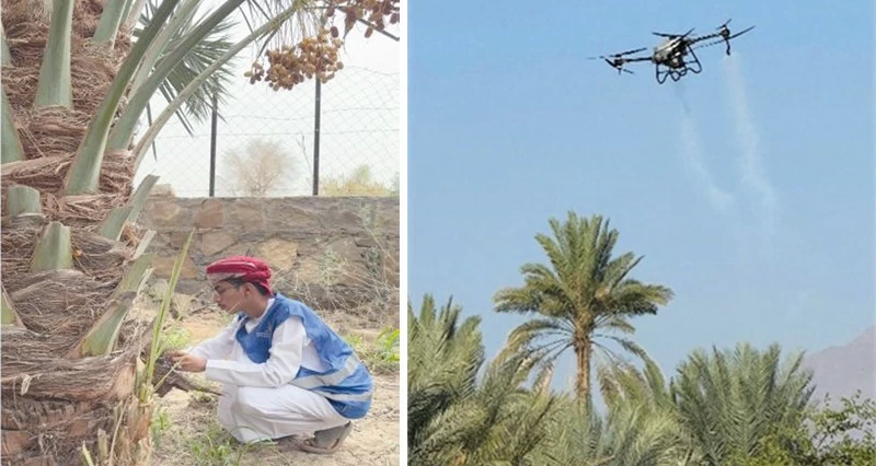 نجاح حملة مكافحة الآفات الزراعية بجنوب الشرقية