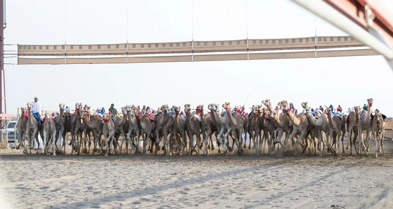 انطلاق منافسات السباق العام للهجن بمضمار الفليج