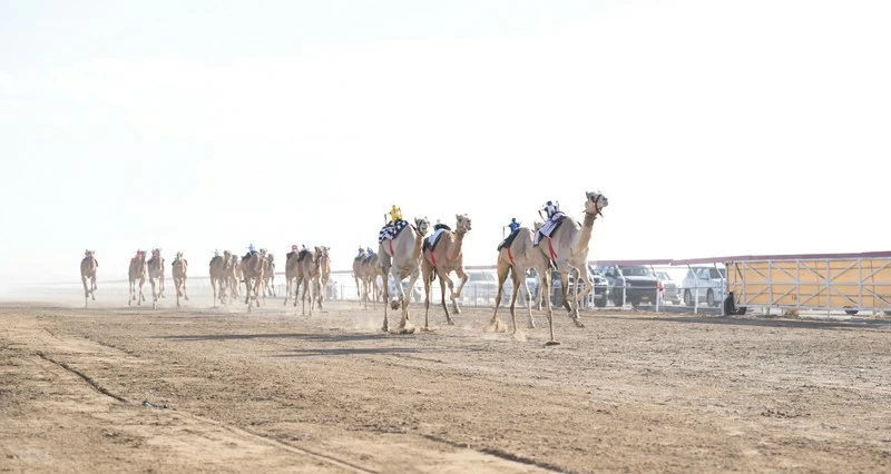 تواصل منافسات السباق العام للهجن الأهلية بالفليج
