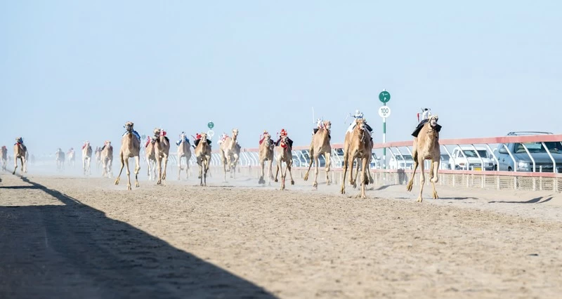 تواصل منافسات السباق العام للهجن الأهلية بالفليج