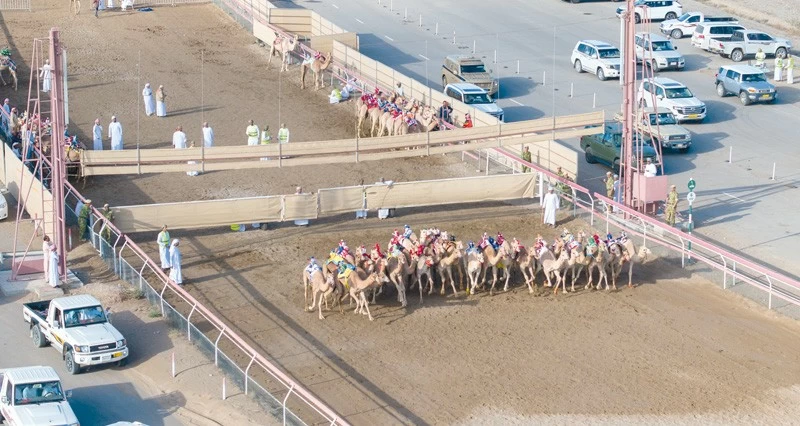 اليوم ..ختام منافسات السباق العام عبر ثمانية أشواط لفئتي الثنايا والحول بمضمار الفليج ببركاء