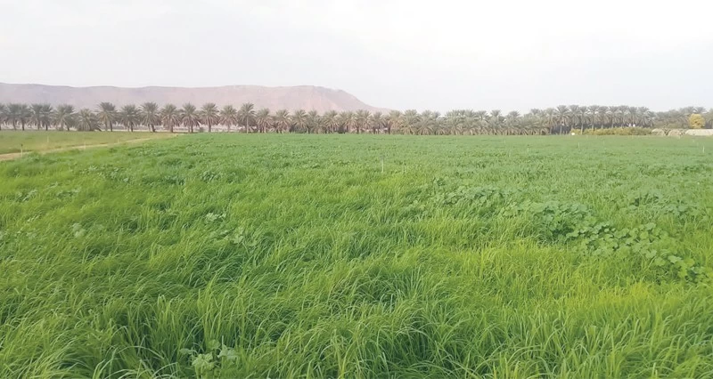 ازدهار زراعة المحاصيل الشتوية بالظاهرة