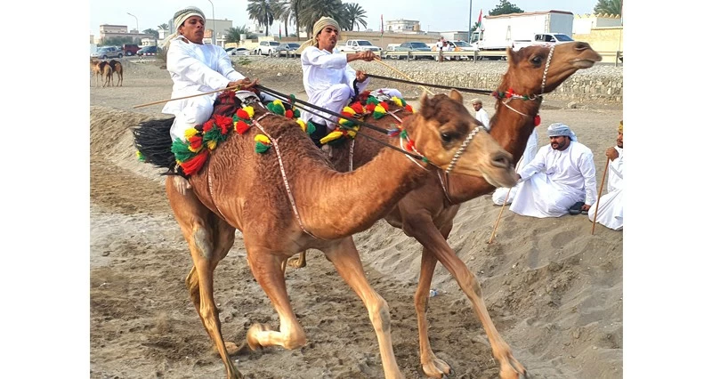 ختام مهرجان ركض العرضة الخامس بقرية الشعيبة بالمصنعة