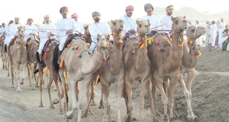 130 ناقة تشارك فـي فعالية ركض العرضة للهجن بالعامرات