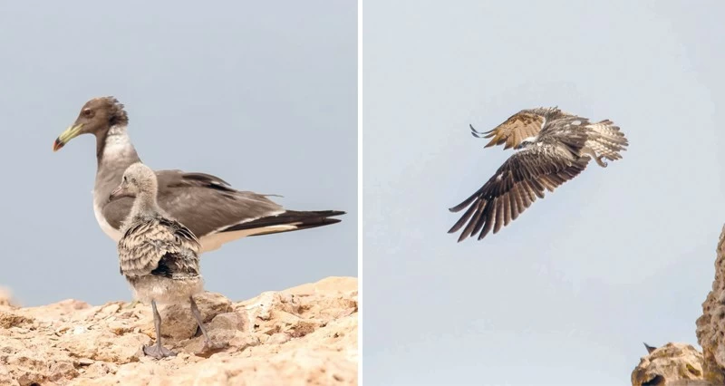برامج ومشروعات وطنية لحماية الحياة الفطرية فـي سلطنة عمان