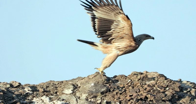رصد ملك العقبان الشرقي فـي محمية واحة البريمي