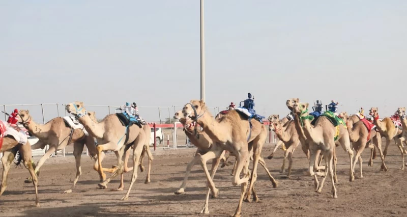 انطلاق منافسات مهرجان البشائر التاسع لسباقات الهجن بولاية أدم .. اليوم