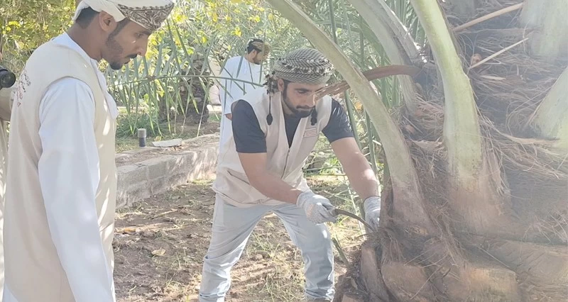 مكافحة سوسة النخيل فـي ضنك