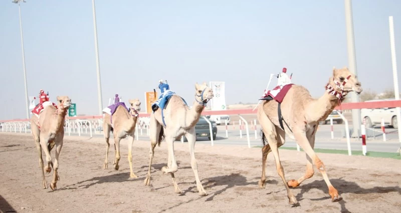 أبعاد للهجانة السلطانية وهملول لهجن الرئاسة تفوزان بشوطي المؤسسات لفئة اللقايا