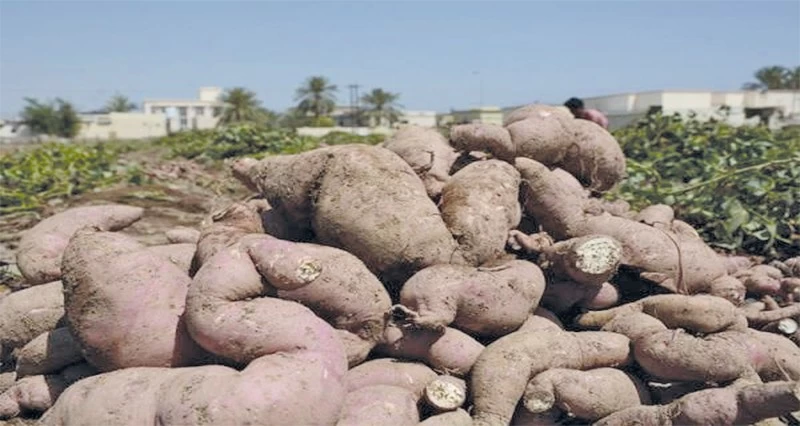 بدء حصاد &laquo;الفندال&raquo; فـي شمال الباطنة