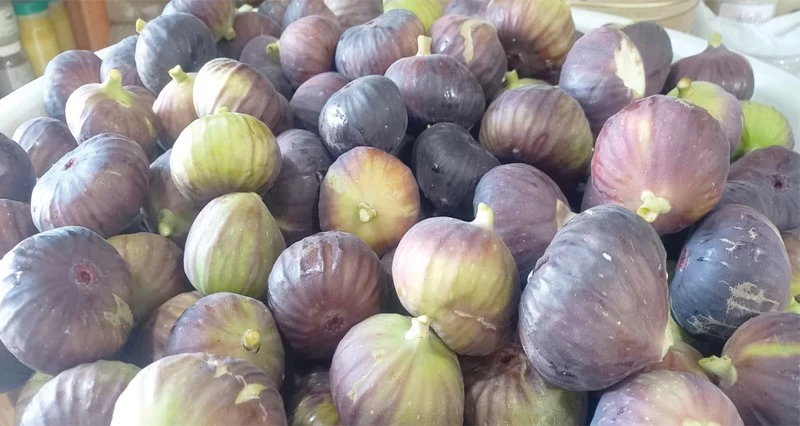 إنتاج وفير من التين فـي عبري