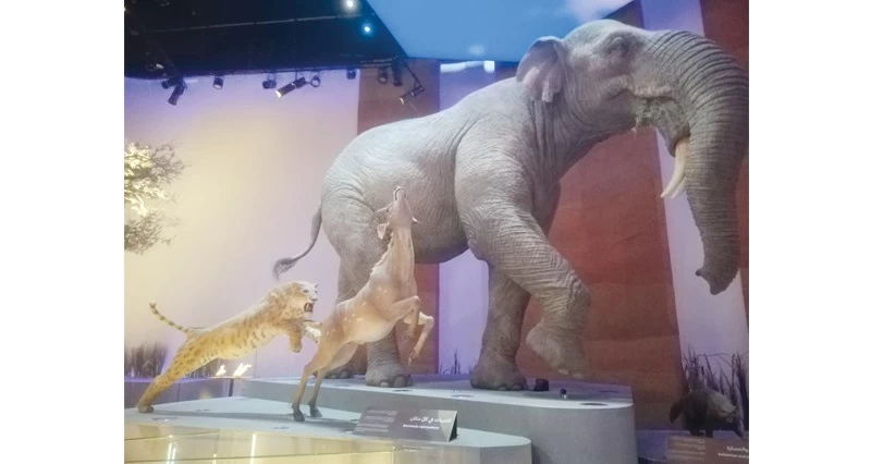 كنوز خفية فـي متحف التاريخ الطبيعي أبوظبي