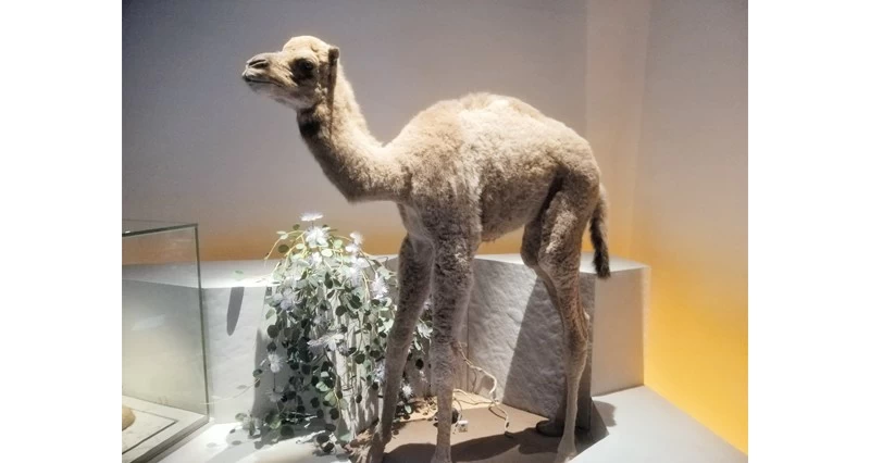 كنوز خفية فـي متحف التاريخ الطبيعي أبوظبي