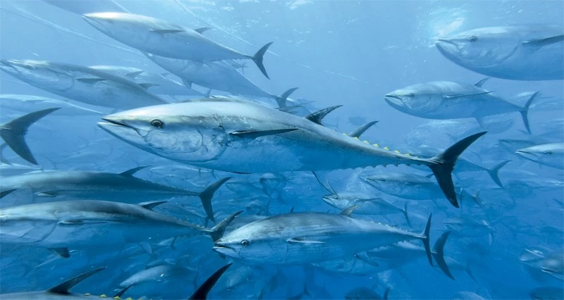 غدا.. بدء تنفيذ مشروع مسح الموارد السمكية فـي بحر العرب وبحر عمان