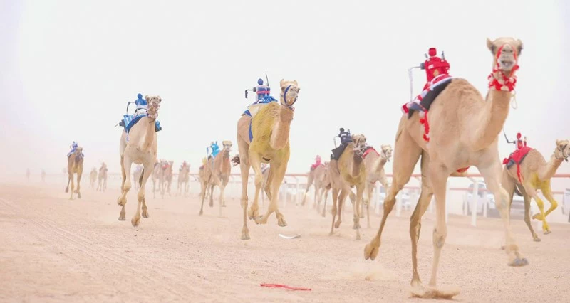 منافسة وإثارة فـي سباق الهجن ضمن &laquo;شتاء الوسطى&raquo;