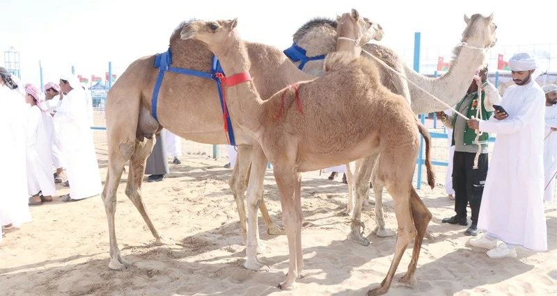 مزاينة الهجن تختتم &laquo;شتاء الوسطى&raquo;