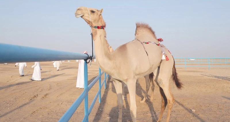 مزاينة الهجن تختتم &laquo;شتاء الوسطى&raquo;