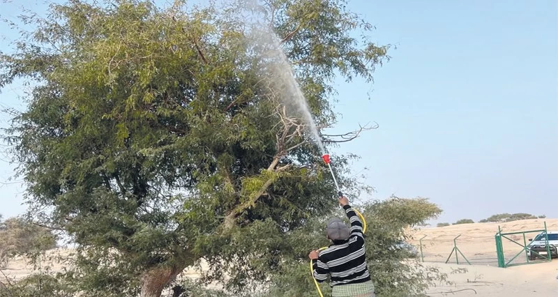 معالجة 1600 شجرة من الآفات بجعلان بني بو علي