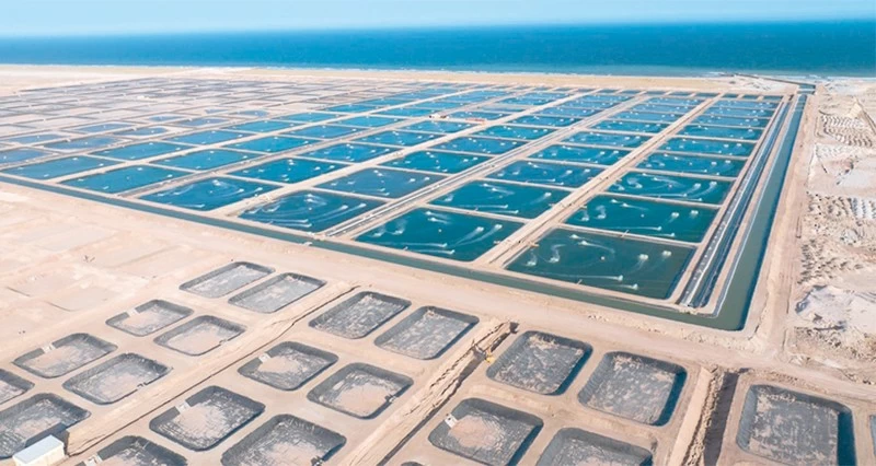 بدء أعمال مشروع استزراع الروبيان فـي شناص بتكلفة 23.5 مليون ريال