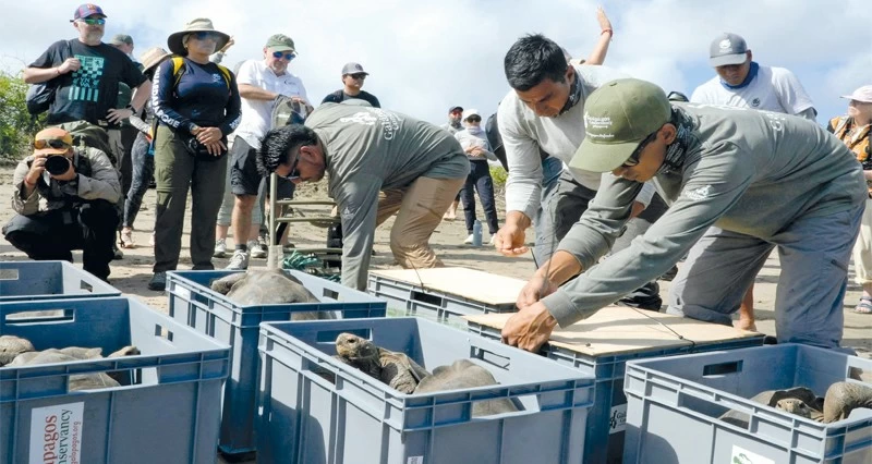 150 سلحفاة عملاقة تعود إلى مواطنها فـي جزر جالاباجوس