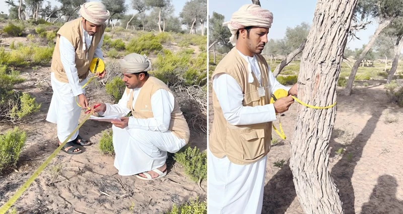 مسح الغطاء النباتي بمحمية أشجار الغاف فـي جنوب الشرقية