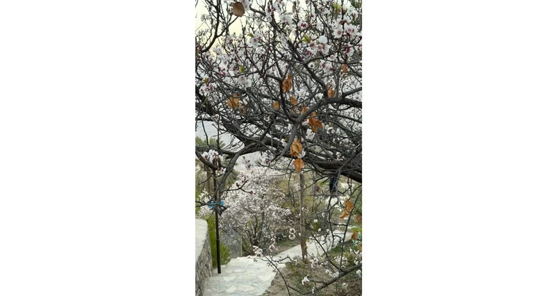 قرية &laquo;وكان&raquo; تتزين بأزهار المشمش