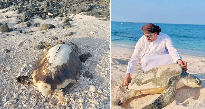 دراسة نسبة نجاح أعشاش السلاحف الزيتونية فـي مصيرة