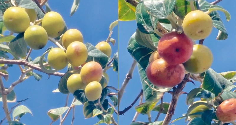 سدر النبق يزين مزارع عبري