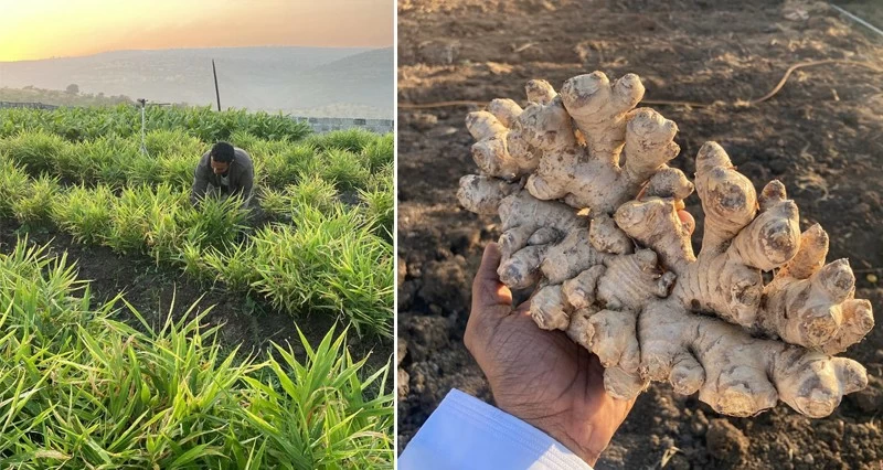 &laquo;2.5&raquo; طن كمية حصاد مشروع زراعة الزنجبيل فـي رخيوت وضلكوت