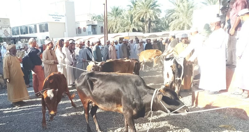 220 ريالا أعلى سعر للأغنام المحلية فـي سوق نزوى