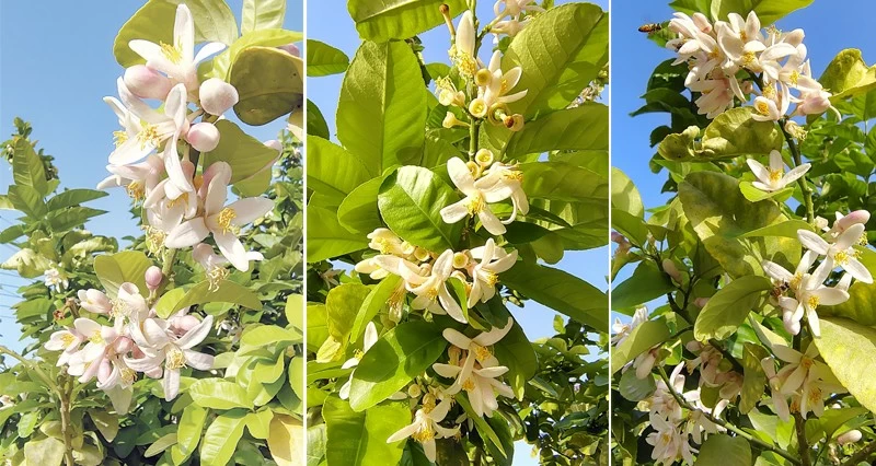 موسم &laquo;البل&raquo; يرسم لوحة فنية ويعطر الأجواء بالرستاق