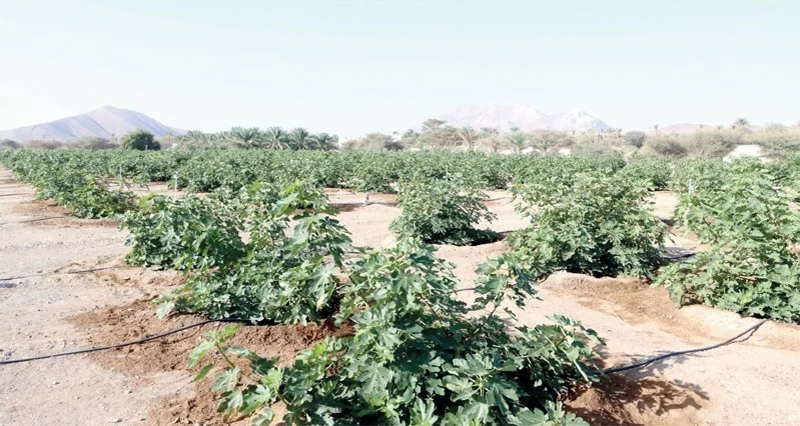 توزيع ألف شتلة تين على المزارعين فـي الظاهرة