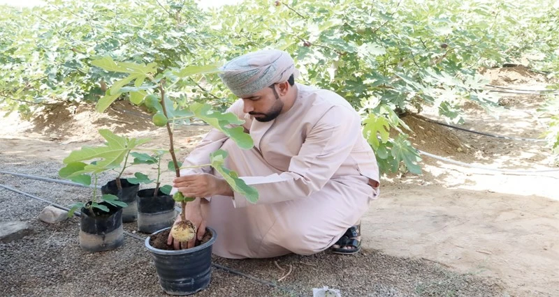 توزيع ألف شتلة تين على المزارعين فـي الظاهرة