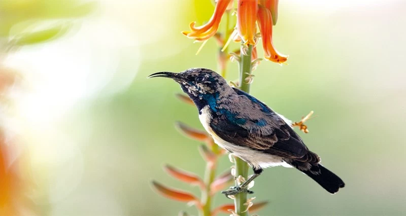 طائر التمير الأرجواني بعدسة غنية المجرفية