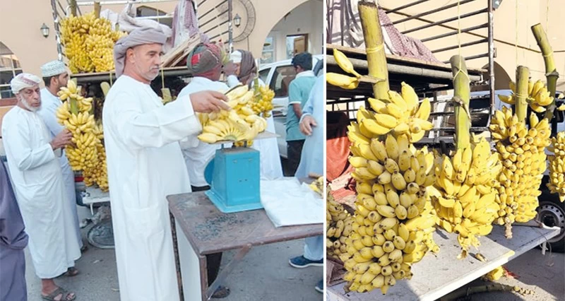 سوق الرستاق يشهد إقبالا على شراء الموز