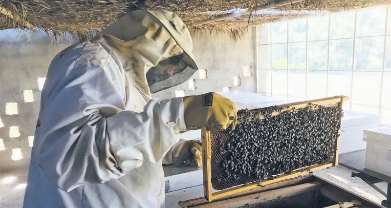 مبيعات العسل فـي جنوب الباطنة تتجاوز 186.5 ألف ريال العام الماضي