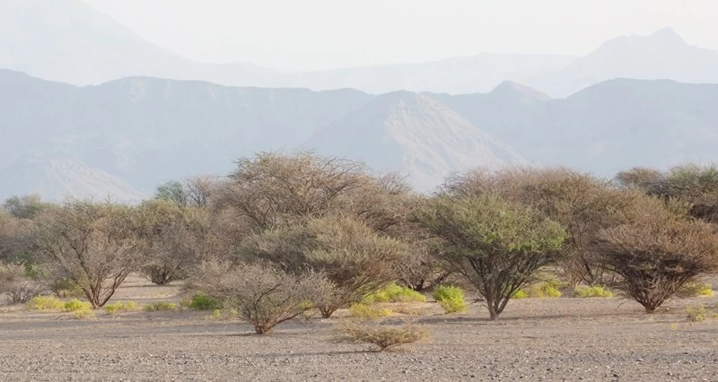 الاحتفال باليوم العالمي للحياة البرية فـي جنوب الشرقية
