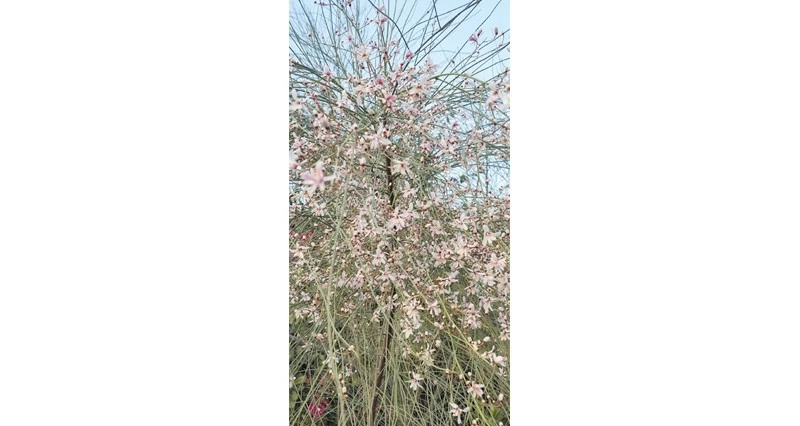 زهور أشجار الشوع تتفتح فـي جبال الرستاق