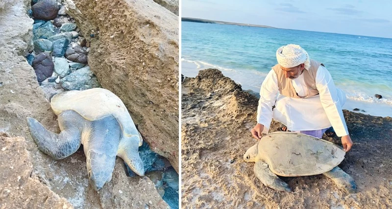 إنقاذ سلحفاة زيتونية عالقة فـي مصيرة