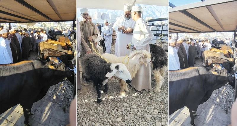 أعلى سعر للغنم 210 ريالات والبقر 1300 ريال بأولى هبطات العيد فـي سوق الرستاق